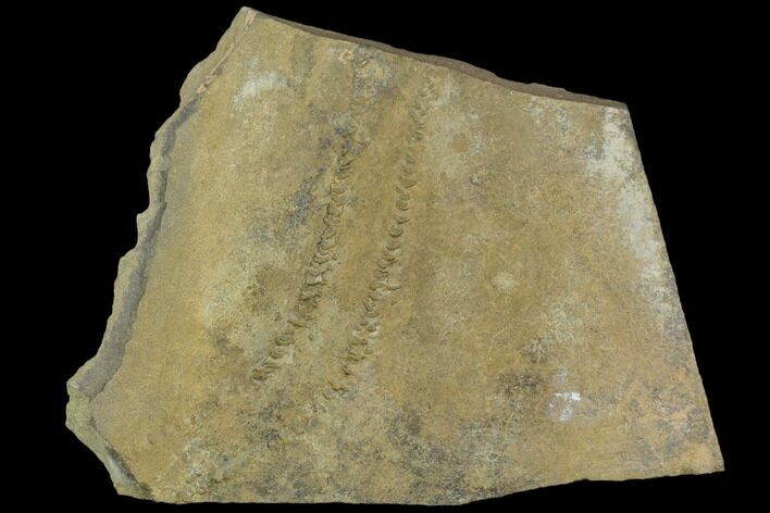 Cruziana (Fossil Trilobite Trackway) - Morocco #118347